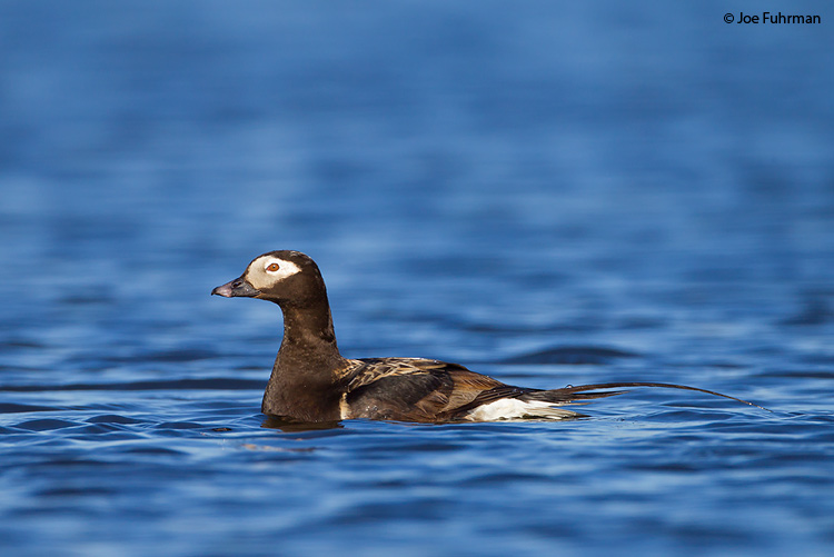 Long-tailed Duck Nome, AK    June 2011