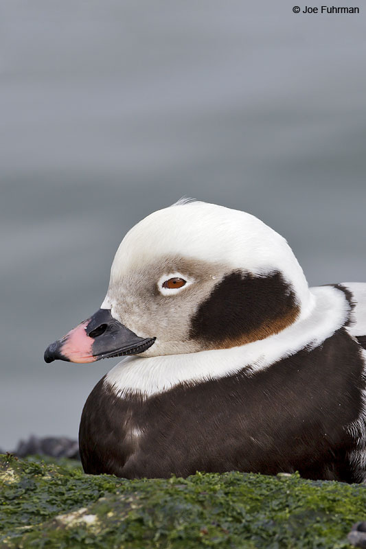 Long-tailed Duck, male Ocean Co., NJ   Jan. 2013
