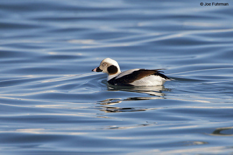Long-tailed Duck Homer, AK   March 2011