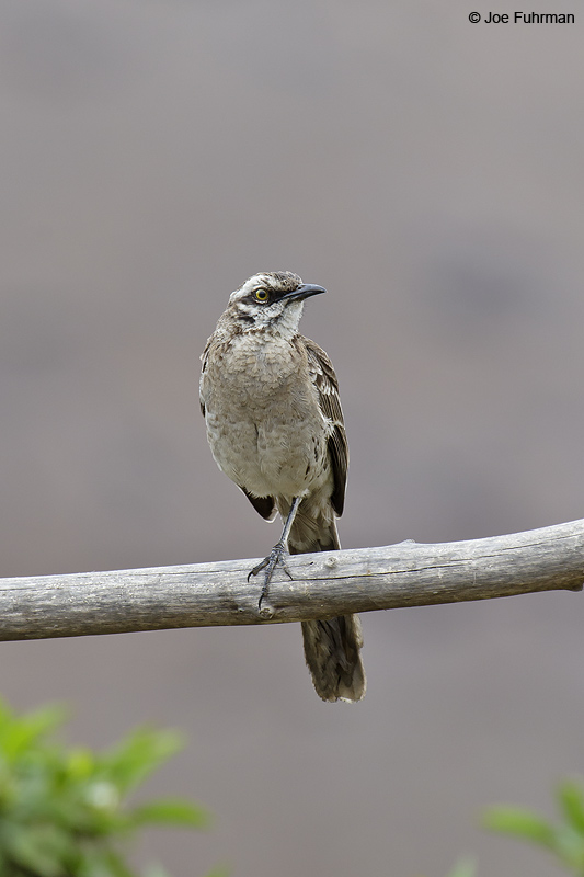 Long-tailed Mockingbird Pucusana, Peru   January 2007
