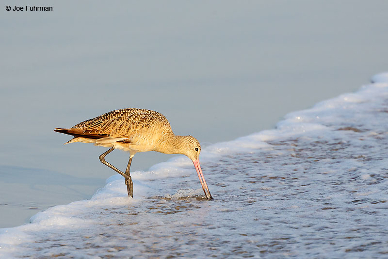 Marbled Godwit L.A. Co., CA August 2016