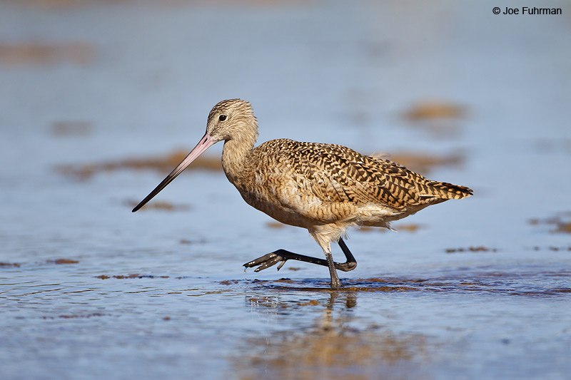 Marbled Godwit BCS, Mexico March 2011