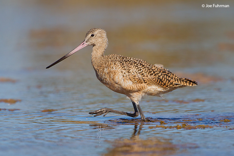 Marbled Godwit BCS, Mexico March 2011