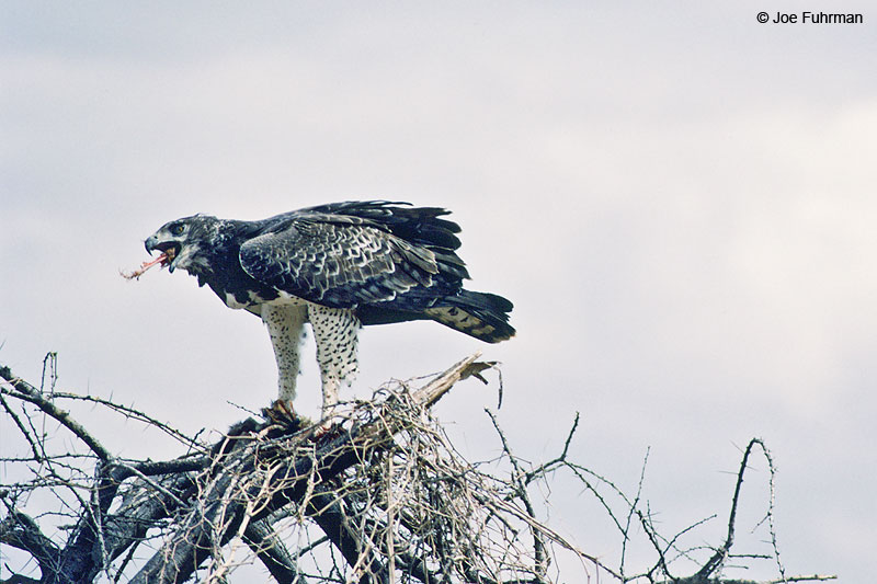 Marshall Eagle Shaba National Reserve, Kenya   Nov. 1987