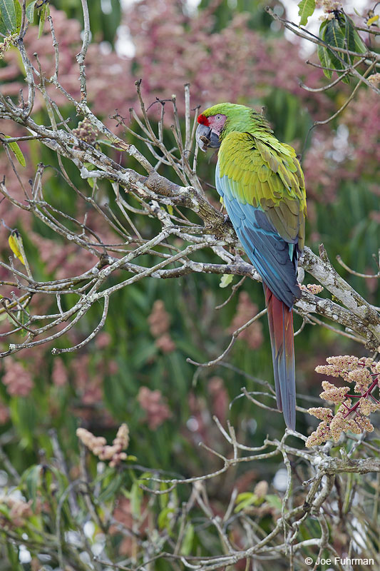 Military Macaw El Tuito, Jal., Mexico March 2013
