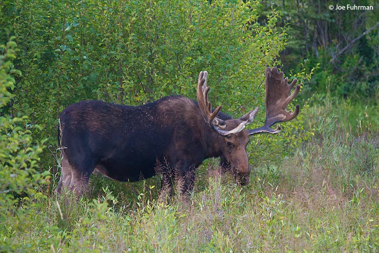 Moose Grand Teton National Park, WY August 2011