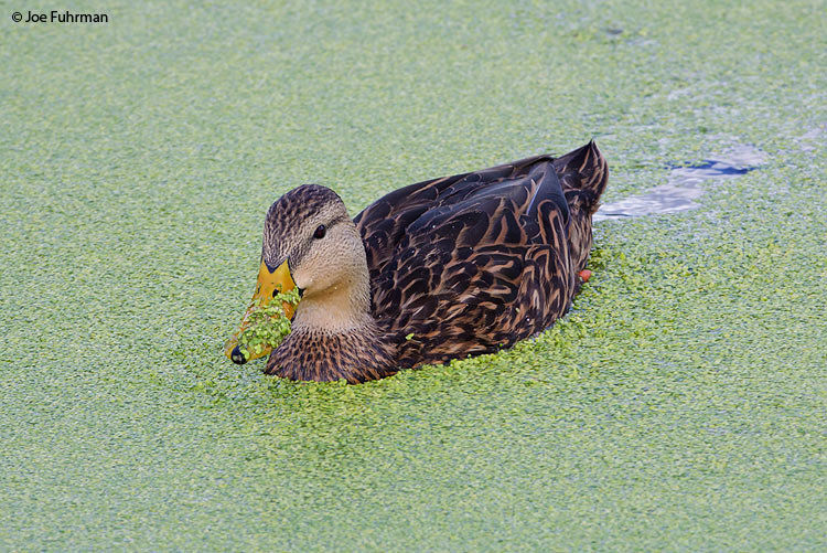 Mottled Duck Palm Beach Co., FL October 2009