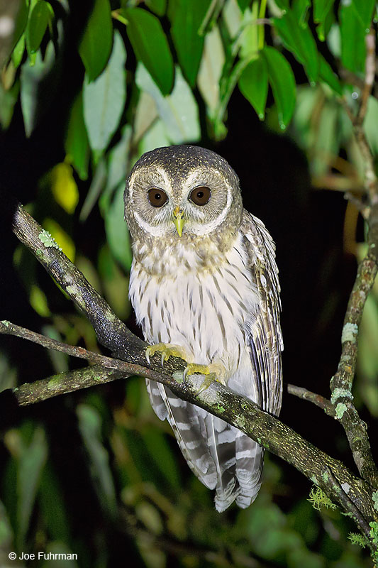 Mottled Owl Tamaulipas, Mexico Sept. 2016