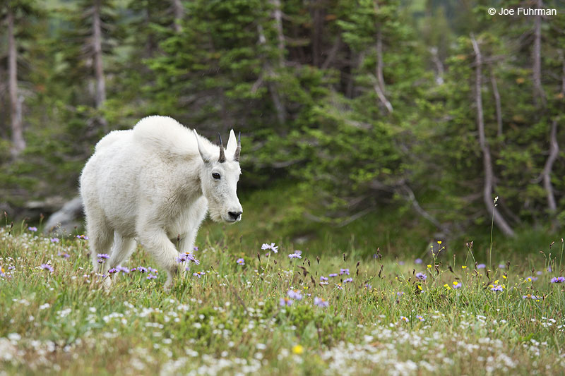 Mountain Goat Glacier National Park, MT   Aug. 2014