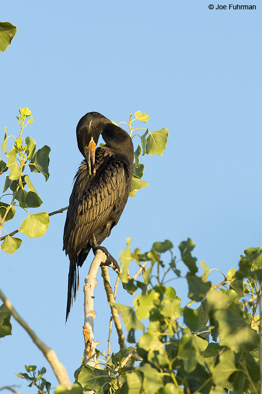 Neotropic Cormorant Maricopa Co., AZ Aug. 2014