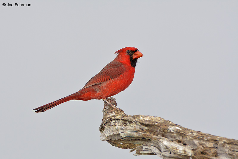 Northern Cardinal-male Hidalgo Co., TX   November 2008