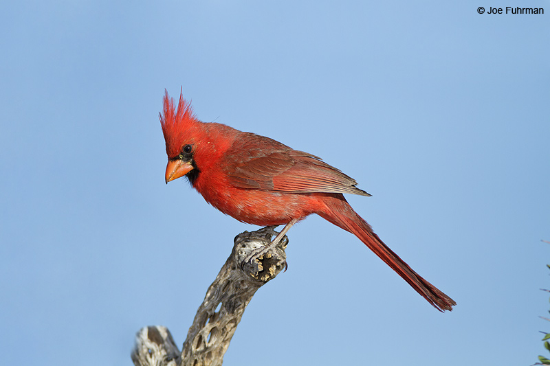 Northern Cardinal male Santa Cruz Co., AZ   April 2010