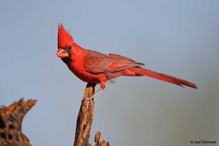 Northern Cardinal Pima Co., AZ    May 2011