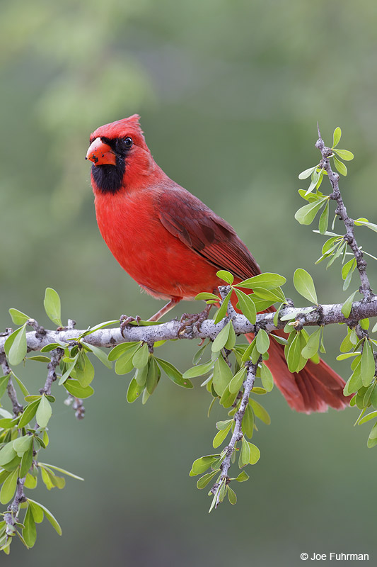 Northern Cardinal male Starr Co., TX    April 2012