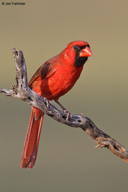 Northern Cardinal male Hidalgo Co., TX    April 2012