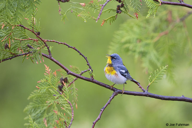 Northern Parula Piscataquis Co., ME   May 2013