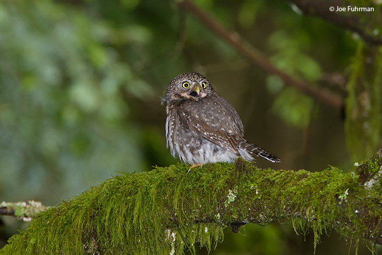 Northern Pygmy-Owl Kitsap Co., WA   June 2006