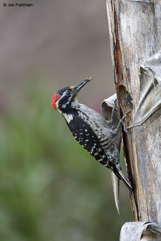 Nuttall's Woodpecker male L.A. Co., CA June 2012