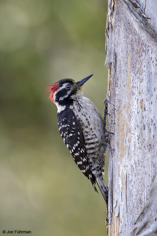 Nuttall's Woodpecker male L.A. Co., CA June 2012
