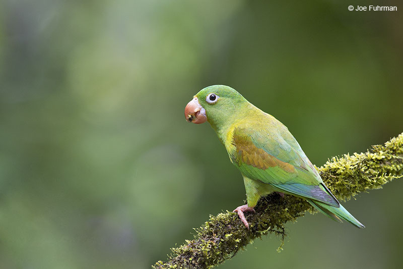 Orange-chinned Parakeet Laguna del Lagarto Lodge, Costa Rica   Jan. 2014