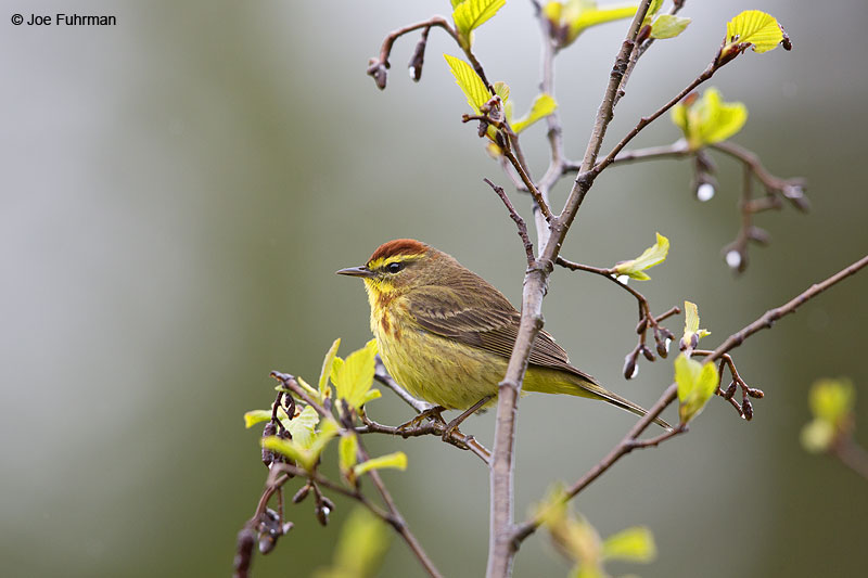 Palm Warbler Piscataquis Co., ME   May 2013