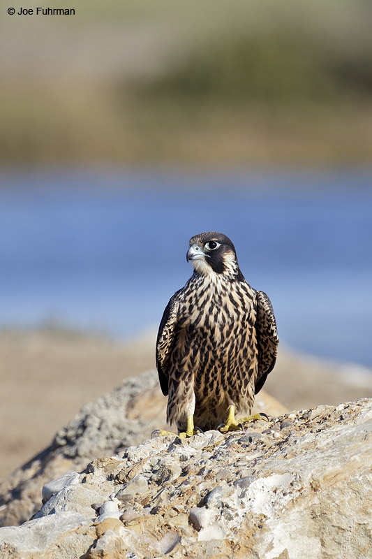 Peregrine Falcon Ventura Co., CA August 2012