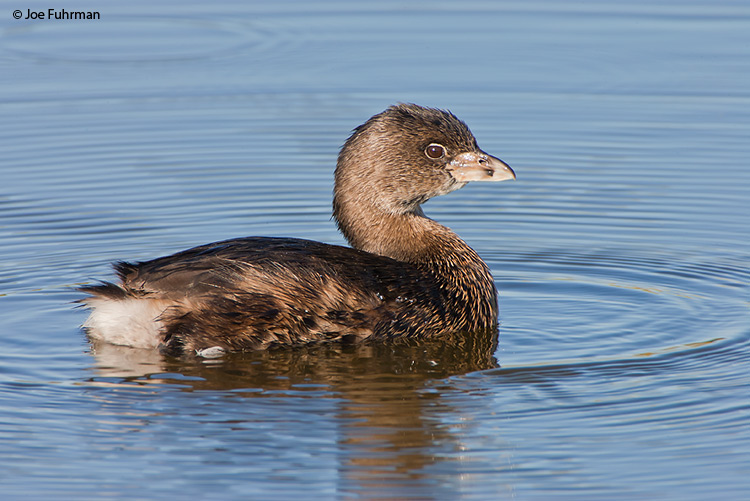 Pied-billed Grebe L.A. Co., CA   Oct. 2006