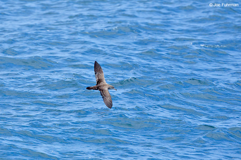 Pink-footed Shearwater L.A. Co., CA July 2016
