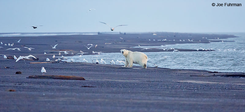 Polar Bear Barrow, AK    October 2016