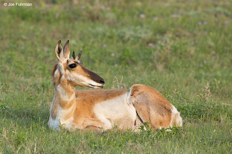 Pronghorn Antelope Theodore Roosevelt N.P., ND June 2014