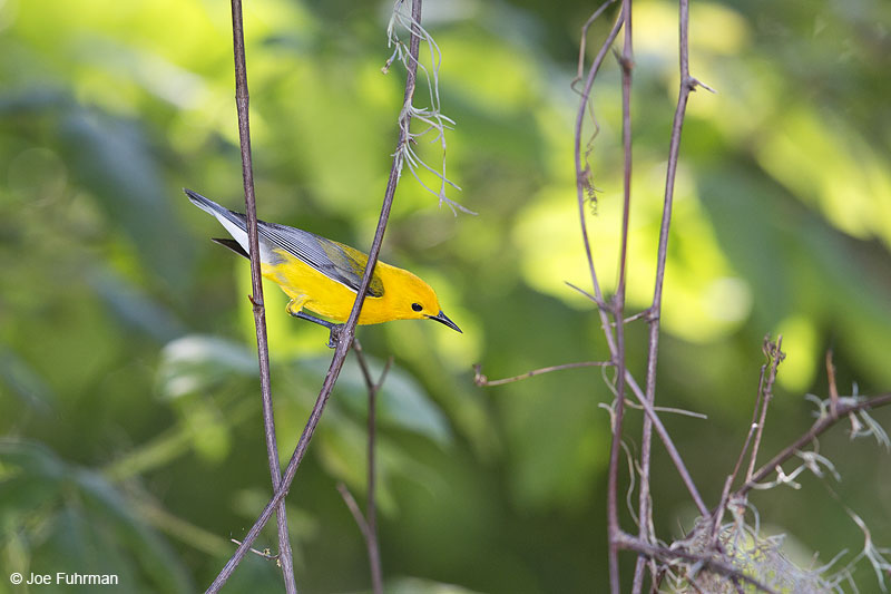 Prothonotary Warbler Brazoria Co., TX   May 2014