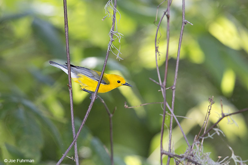 Prothonotary Warbler Brazoria Co., TX   May 2014