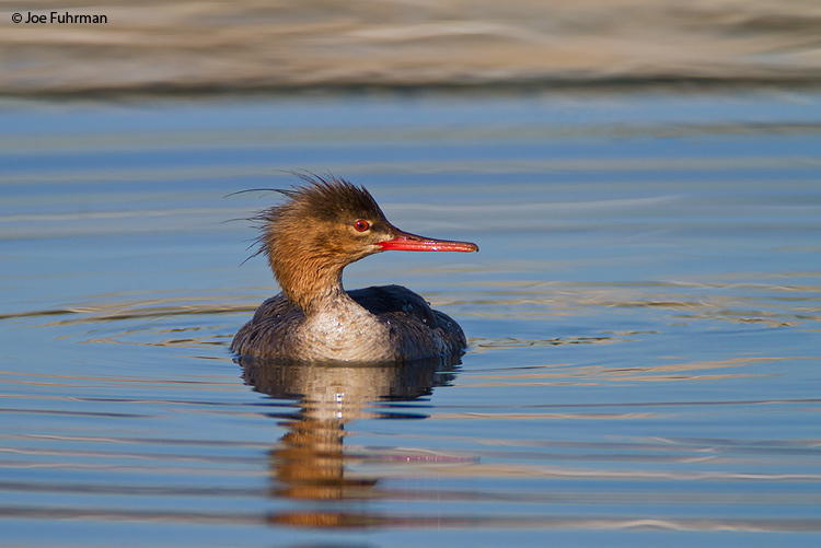Red-breasted Merganser L.A. Co., CA   April 2010