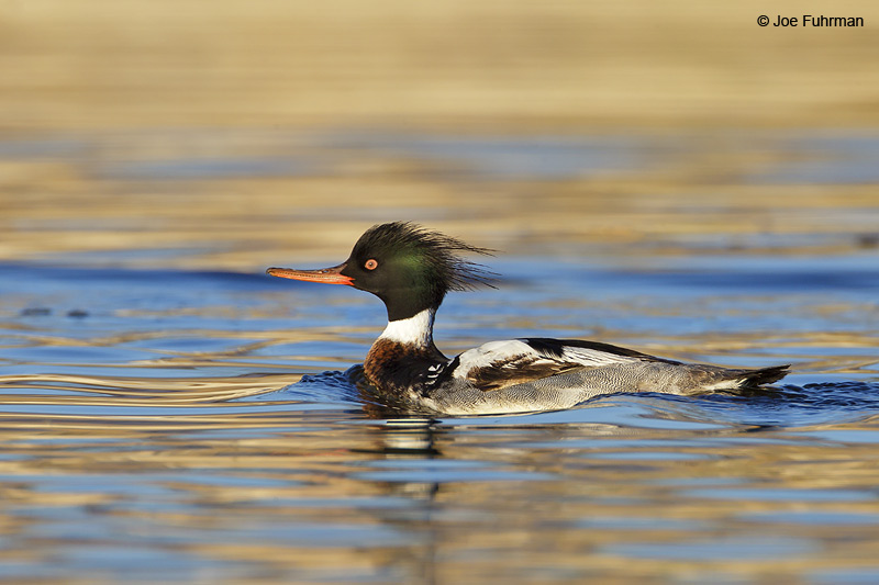 Red-breasted Merganser male Riverside Co., CA    March 2012