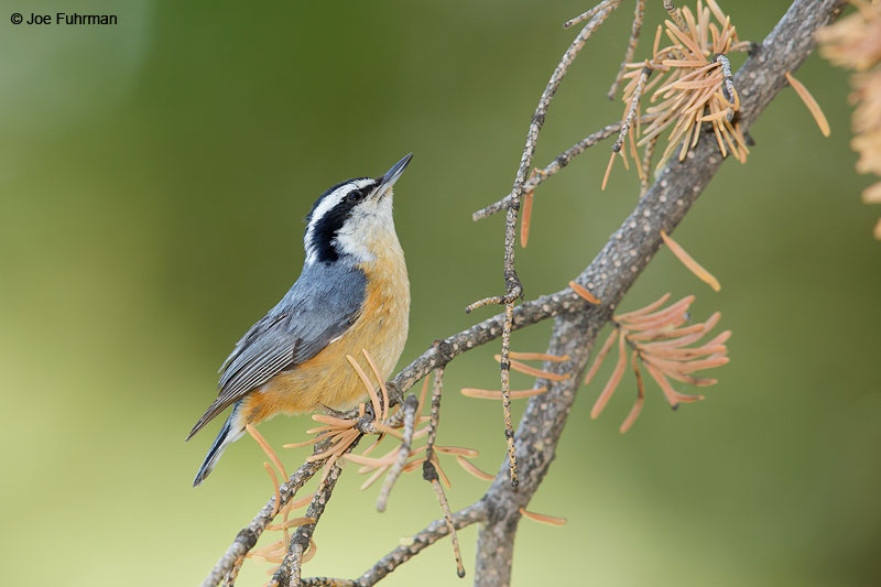 Red-breasted NuthatchKern Co., CA May 2015