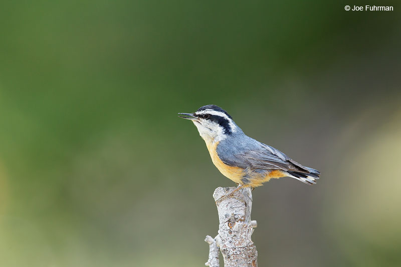 Red-breasted NuthatchKern Co., CA May 2015