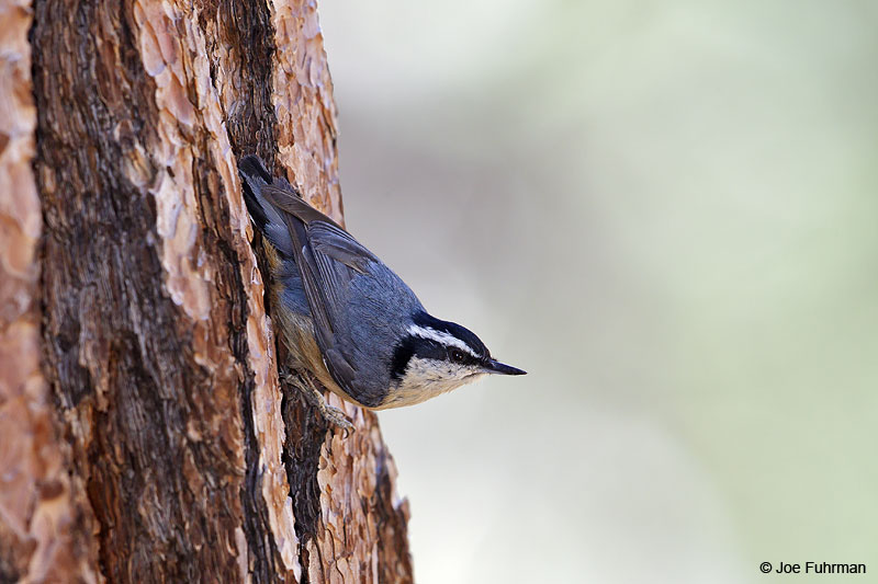 Red-breasted Nuthatch Kern Co., CA June 2013