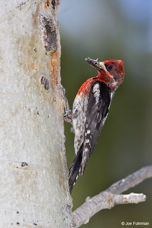 Red-breasted Sapsucker Mono Co., CA   June 2014