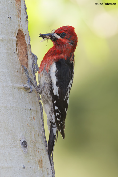 Red-breasted Sapsucker Mono Co., CA    June 2011