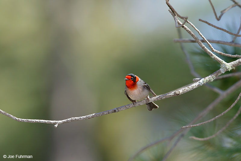 Red-faced Warbler PIma Co., AZ   April 2016