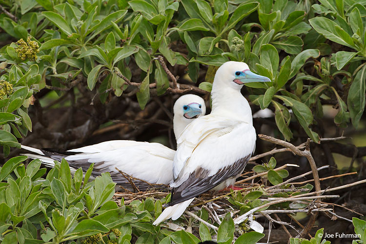 Red-footed Booby Eastern Island/Midway Atoll, HA   March 2010