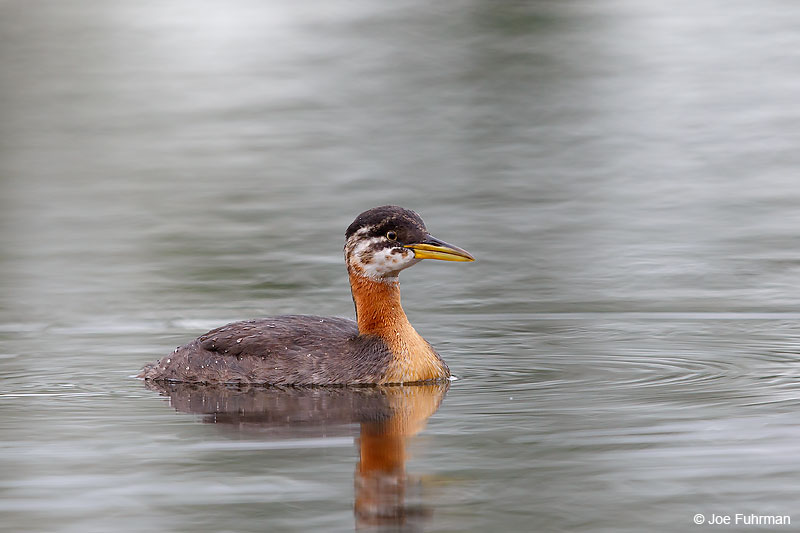 Red-necked Grebe Anchorage, AK August 2016