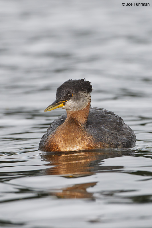 Red-necked Grebe-adult breeding plumage Anchorage, AK Aug. 2010