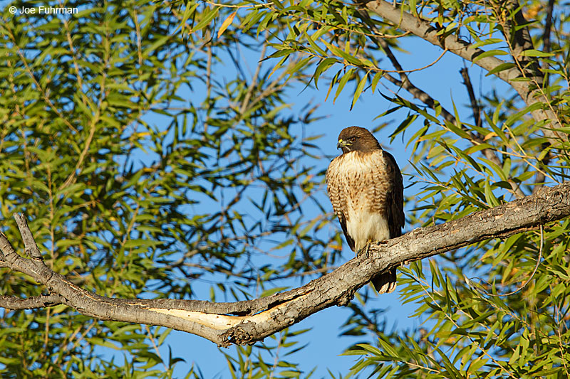Red-tailed HawkRiverside Co., CA December 2015