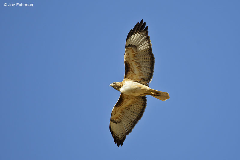 Red-tailed Hawk Pima Co., AZ April 2013