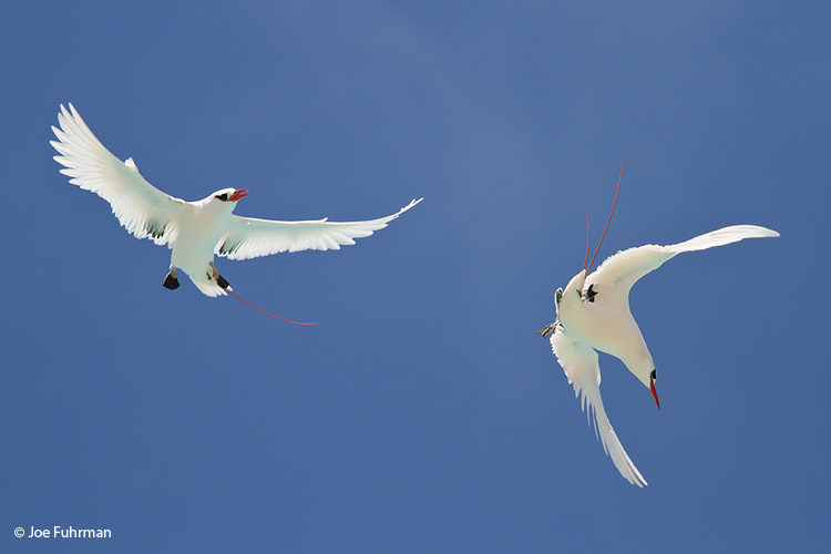 Red-tailed Tropicbird Midway Atoll, HA March 2010