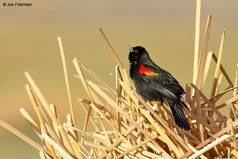 Red-winged Blackbird Riverside Co., CA February 2016