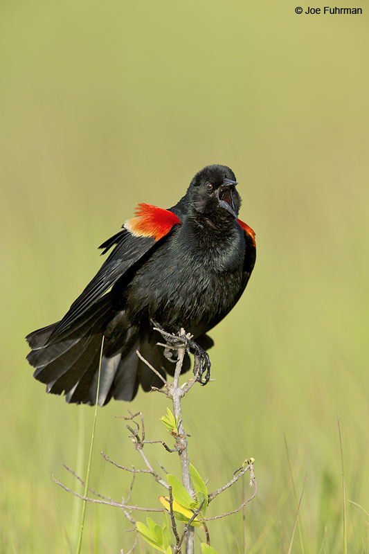 Red-winged Blackbird Galveston, TX May 2014