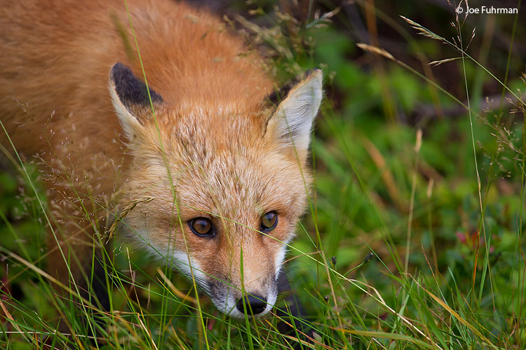 Red Fox Newfoundland, Canada August 2011
