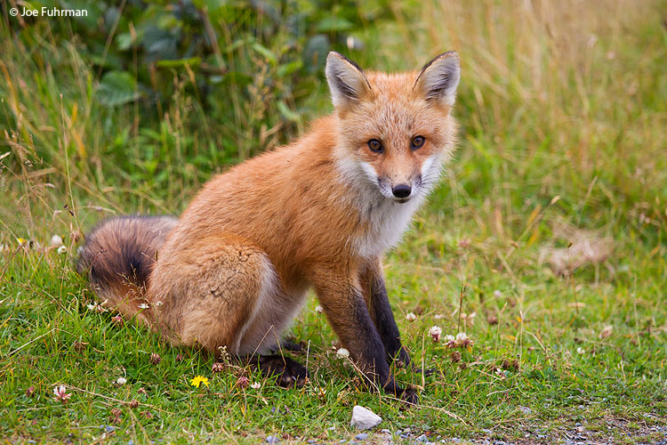 Red Fox Newfoundland, Canada August 2011